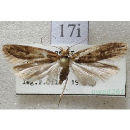 Hofmannophila pseudospretella (Stainton, 1849) Mól nasienniczek Czech17i